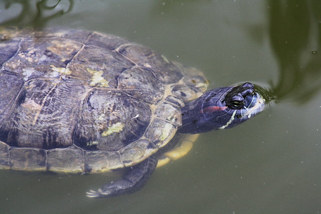 Rotwangenschmuckschildkröte
