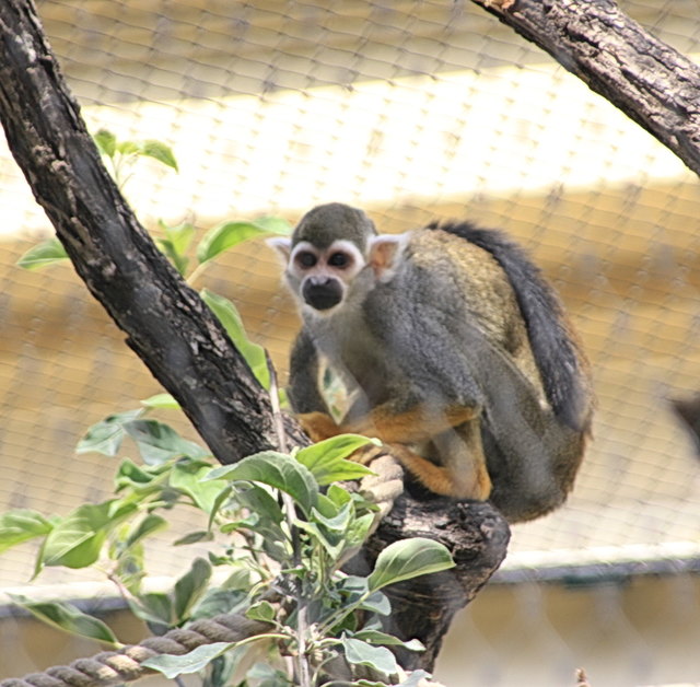 Totenkopfäffchen - und wo ist Pippi Langstrumpf???