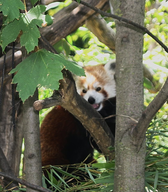 Der Kleine oder Rote Panda