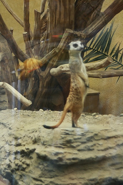 ... Es steht ein Soldat im Wüstensand ....