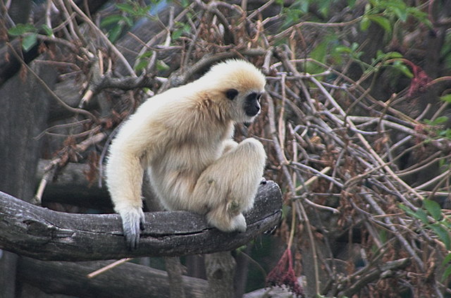 Noch so ein Weißhandgibbon