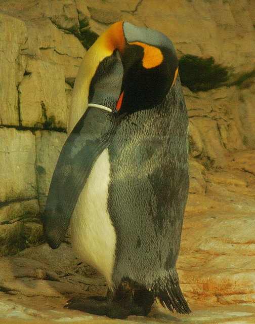 Eine etwas eigenartige Schlafstellung eines Pinguins