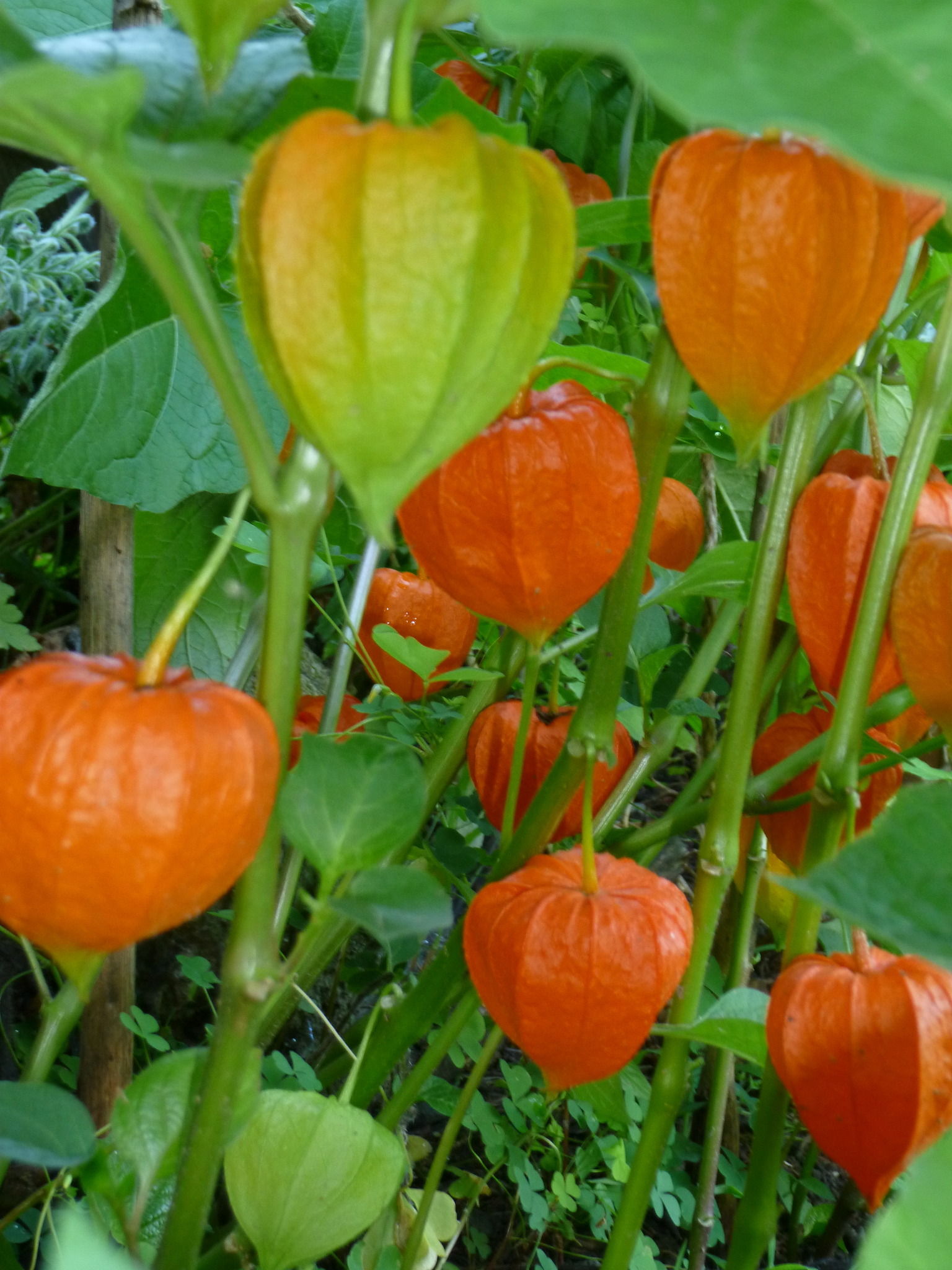 Laternen im Garten! Deutschlandsberg