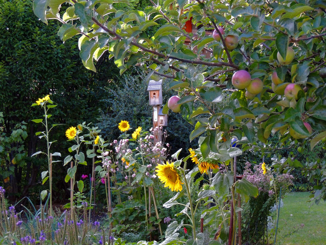 Ein ruhevoller Blick in einen gemischten Garten 1