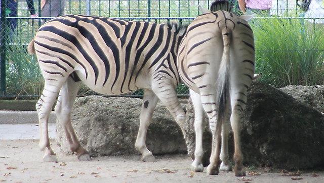 Zwei fotoscheue Zebras - aber auch ein schöner "Rücken" kann entzücken