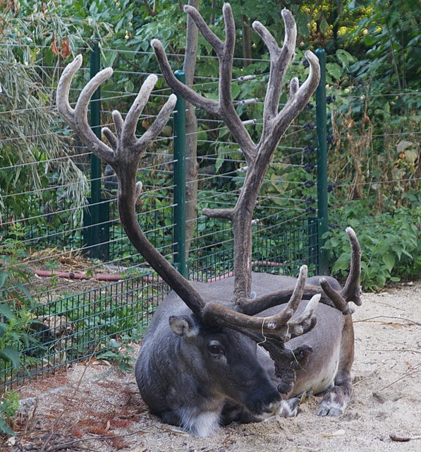 Rentier mit mächtigem Geweih