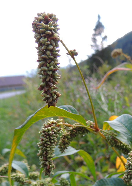 Floh-Knöterich 1