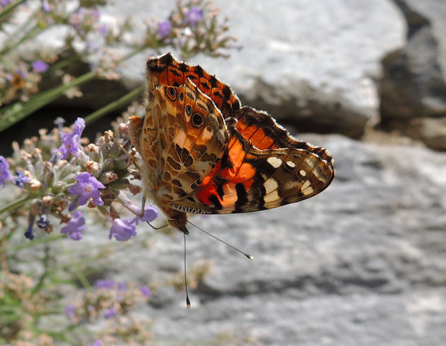 Distelfalter auf Lavendel 1