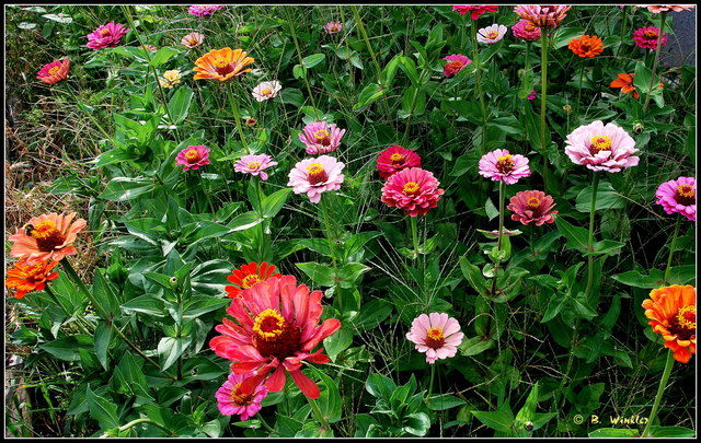 Wunderschöne, unterschiedliche Farben.
