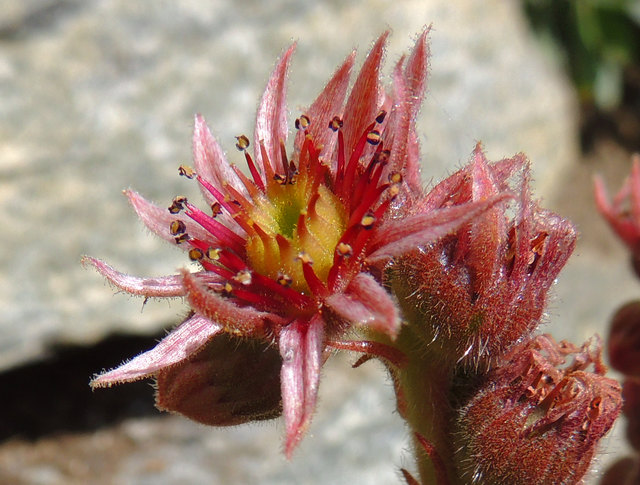 Blüte der Hauswurz 2