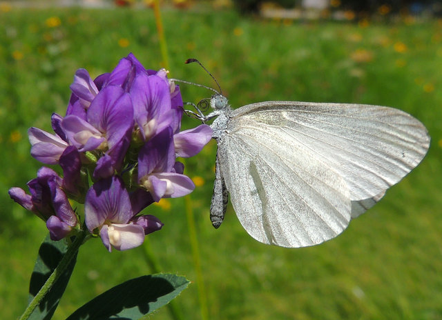 Kohl-Weißling auf Zaun-Wicke