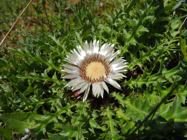 Schönes Wetter verspricht die Silberdistel