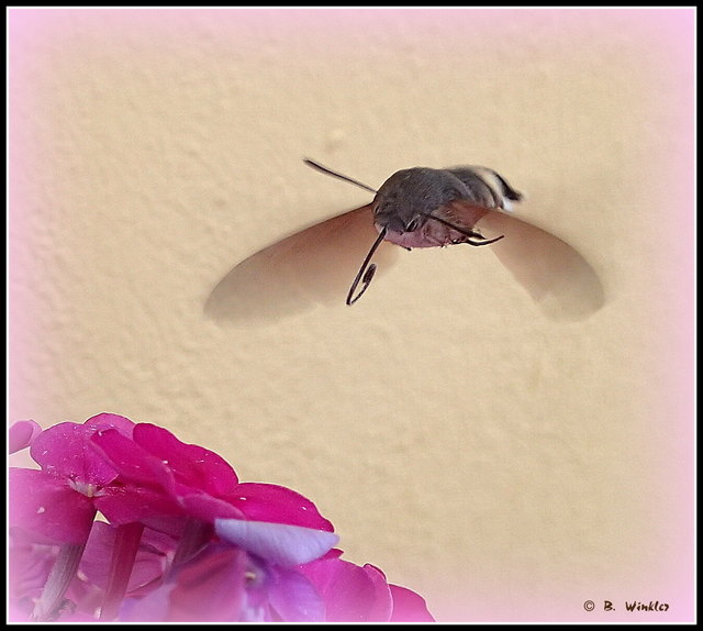 Wegen seines auffälligen Flugverhaltens, das dem eines Kolibris ähnelt, wird es auch Kolibrischwärmer genannt; zahlreiche vermeintliche Kolibrisichtungen in Europa gehen auf diese Schmetterlingsart zurück.