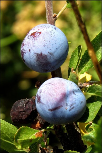 Die blauen Früchte der Schlehe warten schon auf den ersten Frost