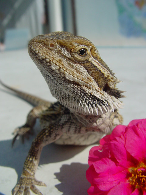 Bartagame genießt die Sonnenstrahlen