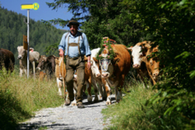 Im September und Oktober gibt es für Neugierige mehrmals die Chance, einen Viehscheid in Oberösterreich zu erleben.
