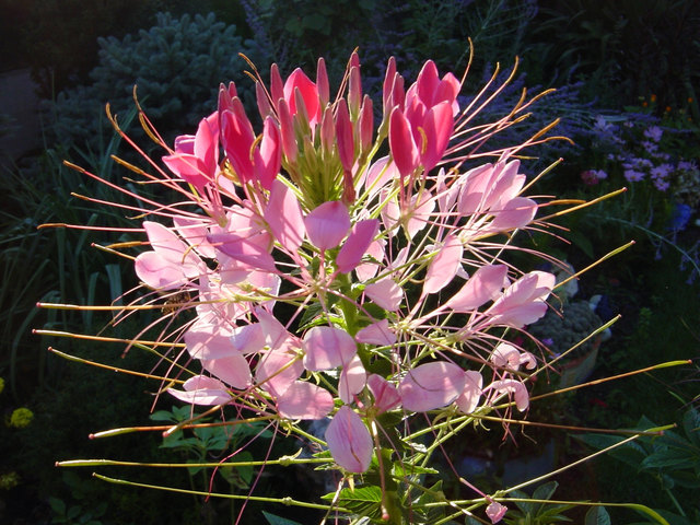 Spinnenblume
