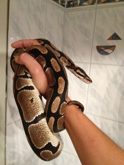 Der gefundene Python ist einen Meter lang, ca. zwei Jahre alt, gesund und wohlernährt.
