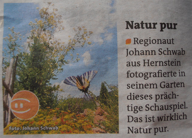Freut mich immer wieder wenn ein Foto von mir im Bezirksblatt veröffentlicht wird. Danke der Redaktion!!! Aber daß dieses Bild auch noch einen Preis beim Fotowettbewerb "Natur im Garten" gewonnen hat haut mich fast aus den Socken! :-))) Möchte mich bei der Gelegenheit bei allen Regionauten bedanken die mit Ihren vielen Fotos und Ideen mit beitragen,daß man auch selbst angespornt wird unsere schöne Natur im Bild fest zu halten und die Krönung ist wenn so ein Bild dann auch noch einen Wettbewerb gewinnt!