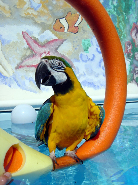 Gerne mal mit Schwimmnudel !!!
