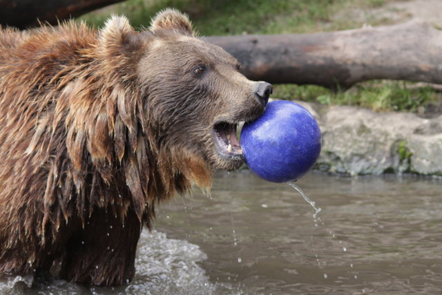 Auch ein Bär hat im Sommer Lust zu schwimmen