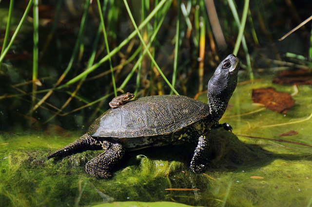 Schätzungsweise 1.500 europäische Sumpfschildkröten bewohnen derzeit die Donau-Auen. Sie ist vom Aussterben bedroht. | Foto: Kern