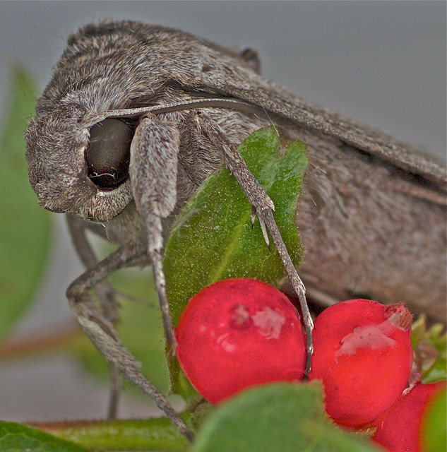 Windenschwärmer-Körperlänge 7 cm