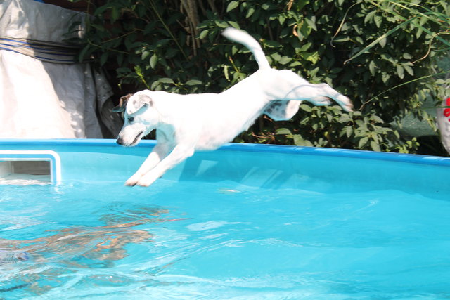 sommer in wien happy dog
