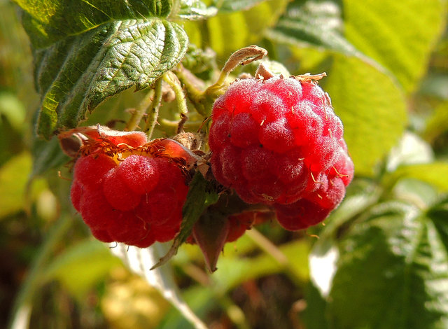 Hier sieht man den feinen Filz, welcher die Frucht überzieht