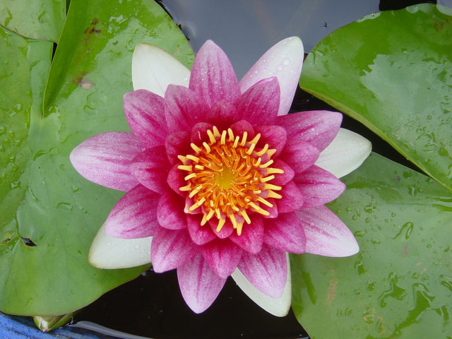 Seerosenblüte im Miniteich