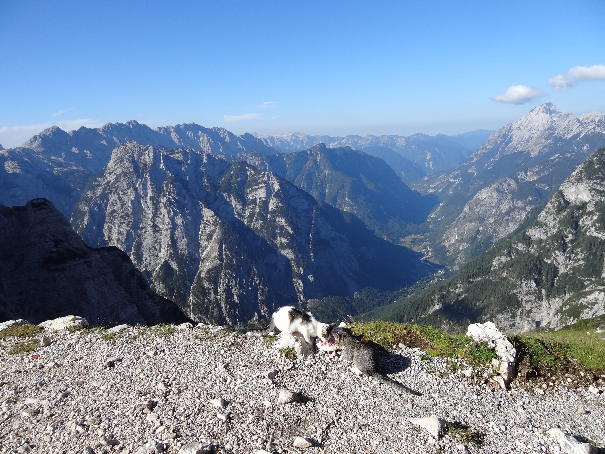 Alpinkatzen Klagenfurt