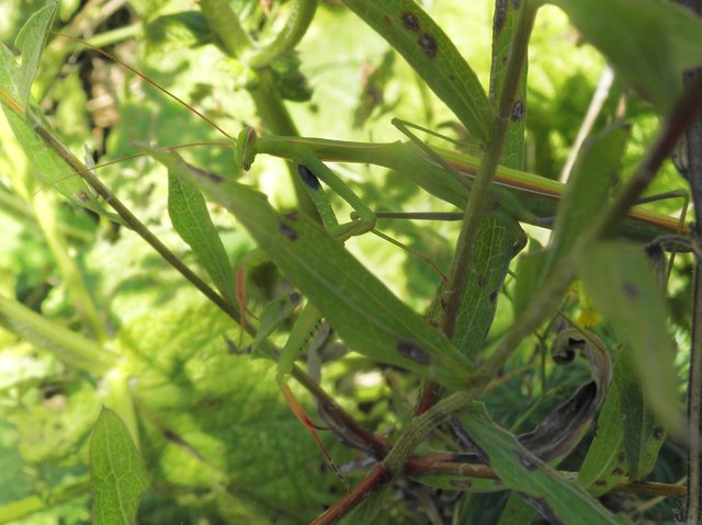 Gottesanbeterin Mantis religiosa