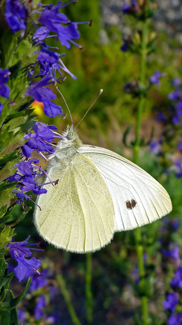 Kohlweißling auf Lavendel