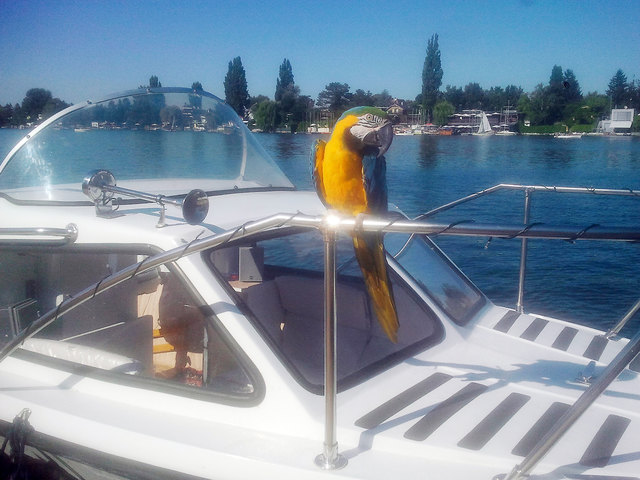Ich verbringe gern und oft die heissen Sommertage auf der Alten Donau