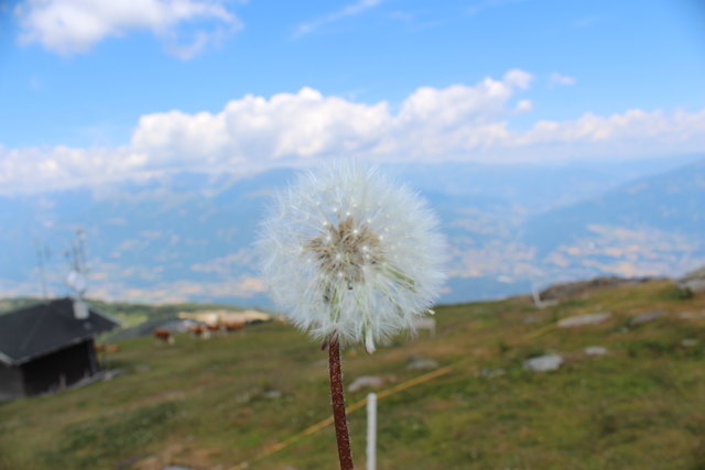 Make a wish