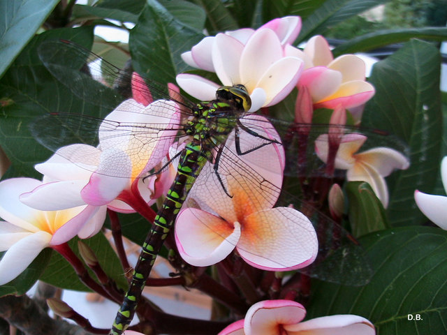 Libelle auf Plumeriablüte