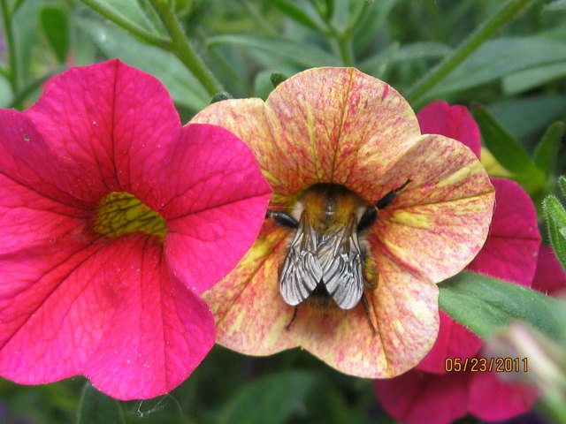 diese Blume ist schöner