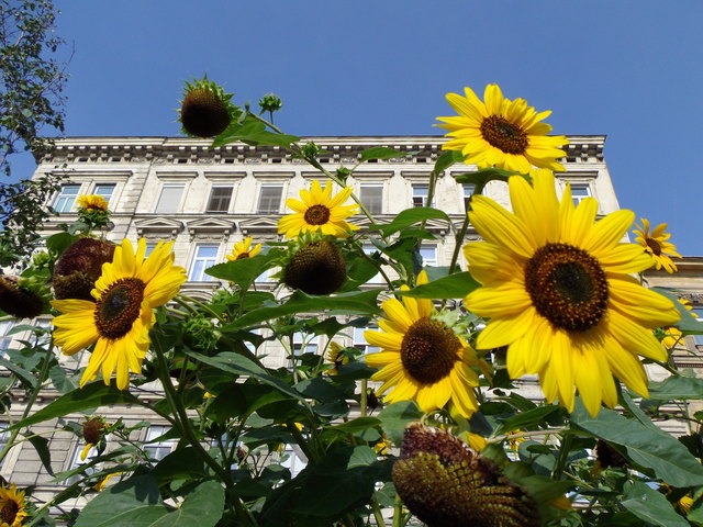 Sonnenblumen am Volkertmarkt