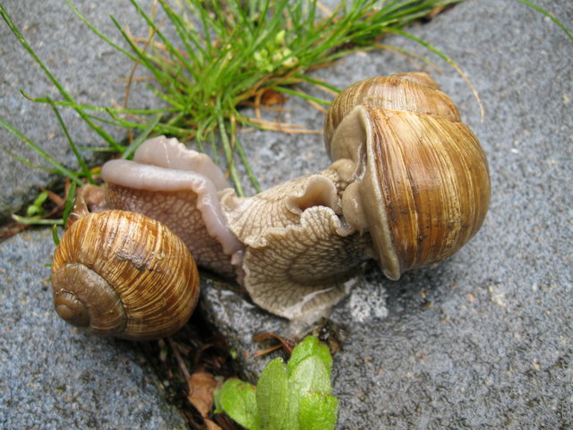 das Liebesleben der Schnecken