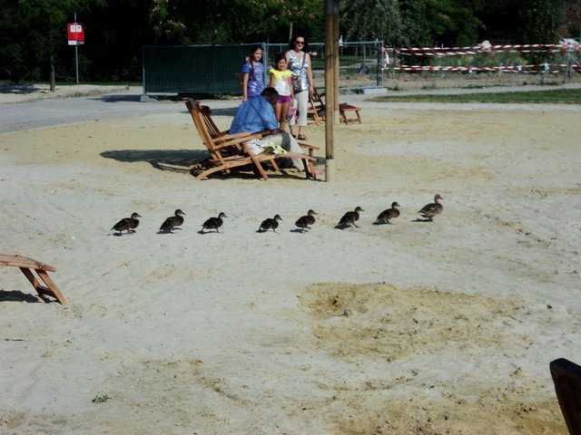 Im Gänsemarsch zum Wasser