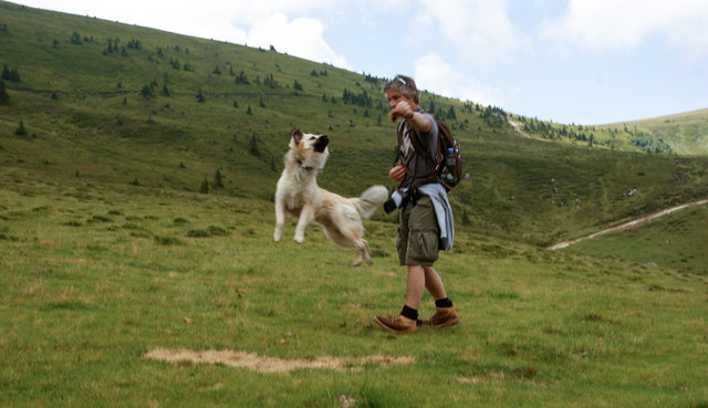 Bewanderte Wauzis: Gut vorbereitet sind Touren mit Hund ein besonderes Erlebnis.