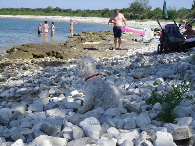 Suchbild-wo ist der weiße Hund?