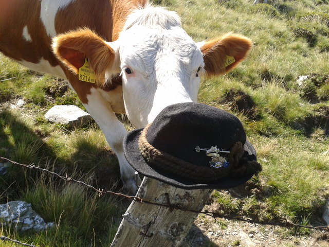 Kuh mit Hut am Stuhleck