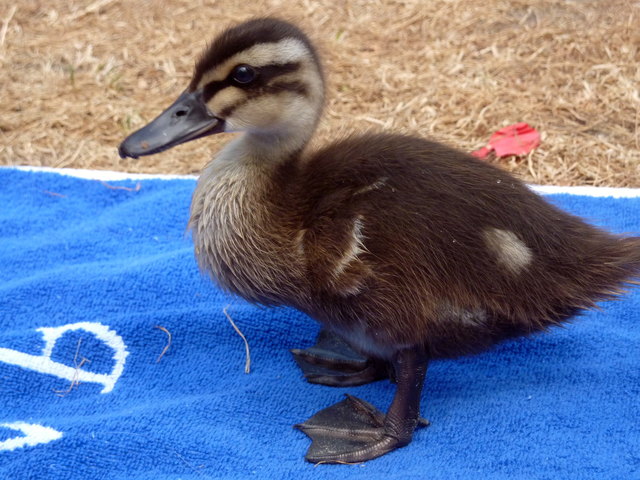 Besuch auf dem Badetuch...