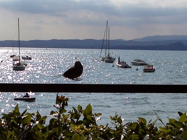 Hüpfender Spatz an Gardasee