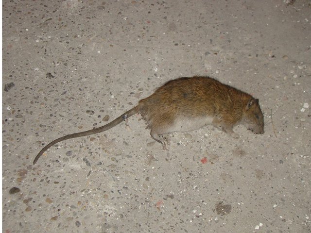 Verendete Ratte im Gruselhaus | Foto: BW