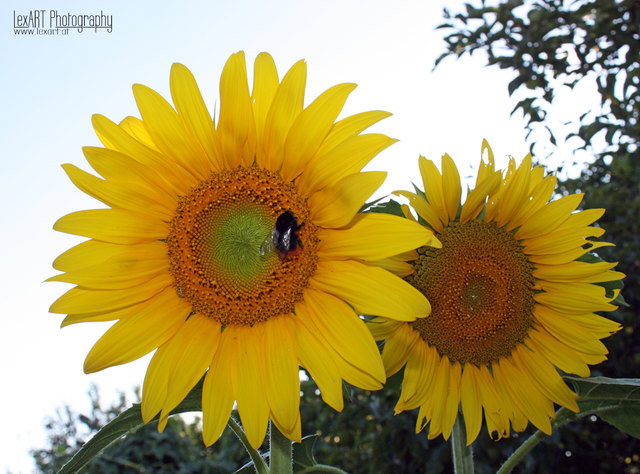 Sonnenblumen