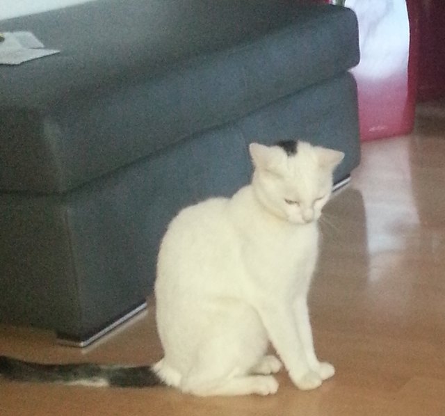 Kater "Rocky" wird in der Straße des 12. Februars seit Juli vermisst. | Foto: privat