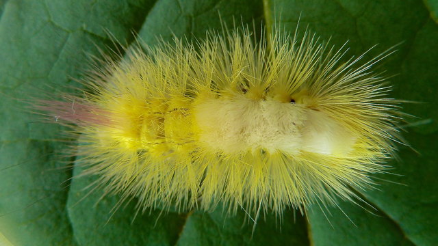 Die Raupen des Buchen-Steckfuß werden ca. 50 Millimeter lang, wobei die weiblichen, wie bei den Faltern, größer werden. Ihre Grundfärbung ist anfangs weißlichgrün oder gelbgrün, später kräftig gelbgrün oder braunrosa. Die Tiere sind auffallend behaart.