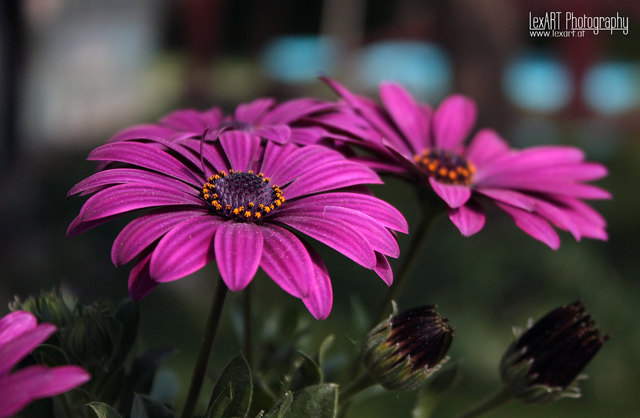 Violette Blumen...